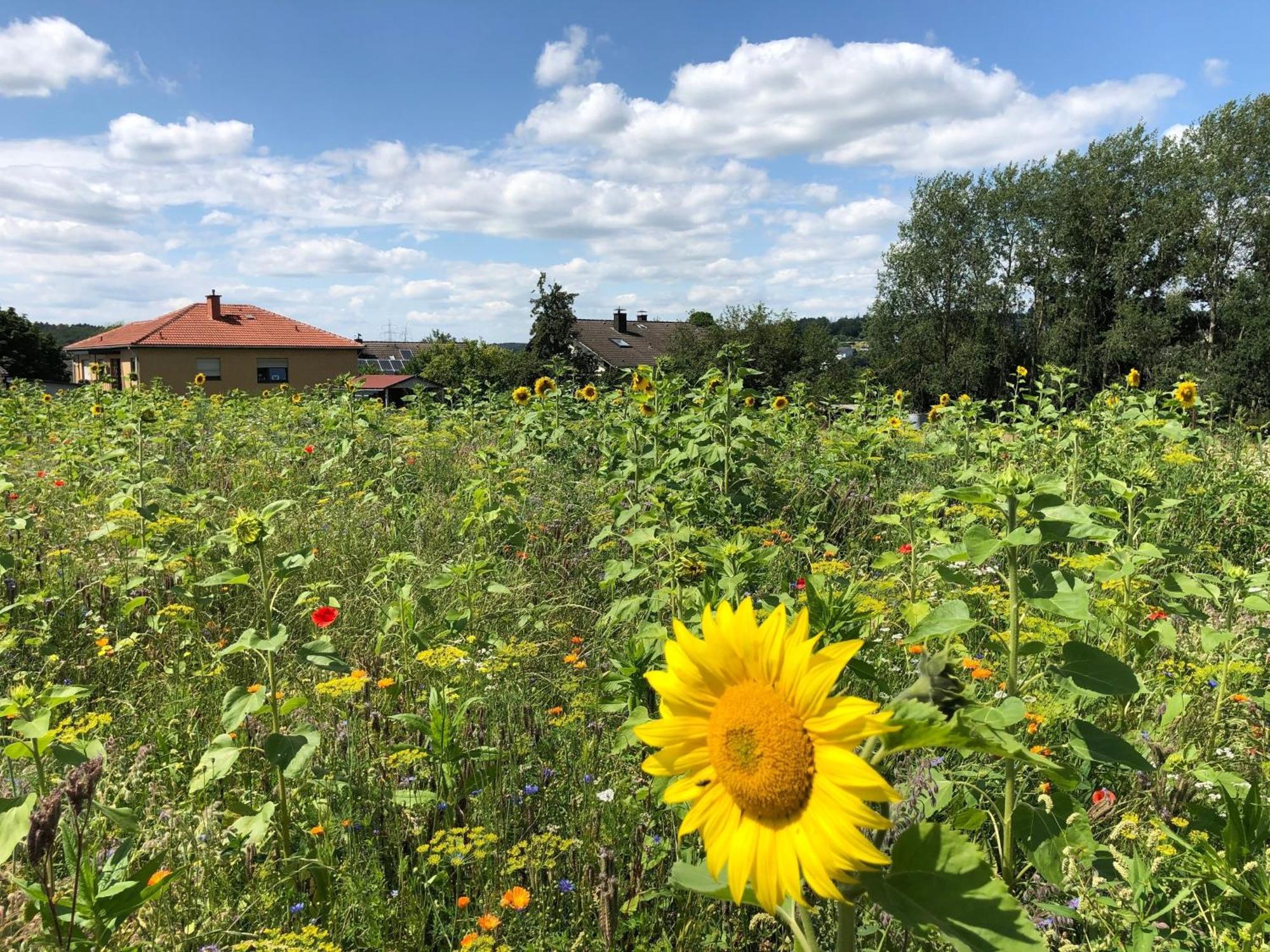 Ferienwohnung Carpe Diem Scheuerfeld Zewnętrze zdjęcie
